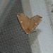 Synnomos narangia - Photo (c) Peach, algunos derechos reservados (CC BY-NC), subido por Peach
