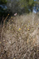 Marasmodes fasciculata