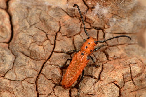 Mystrocnemis analis