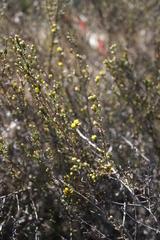 Marasmodes fasciculata