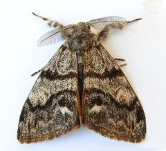 Orgyia pseudotsugata