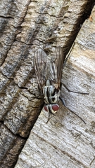 Eustalomyia