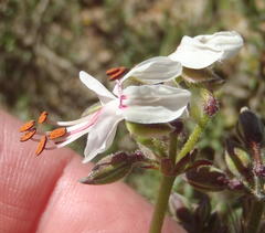 Pelargonium laxum