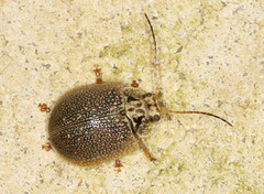 Paropsis intermedia