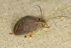 Paropsis intermedia