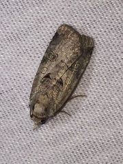 Epilecta linogrisea