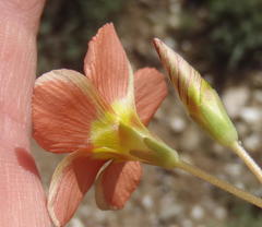 Oxalis fergusonae