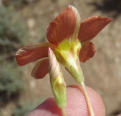 Oxalis fergusonae