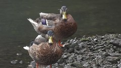 Anas platyrhynchos