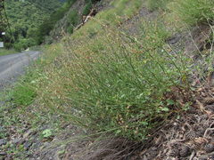 Rumex hastifolius