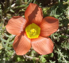 Oxalis fergusonae