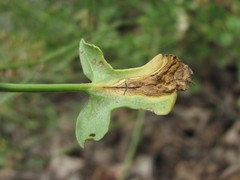Rumex hastifolius