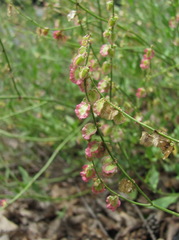 Rumex hastifolius