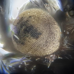 Epinotia trigonella