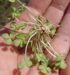 Oxalis fergusonae