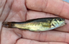 Chrosomus neogaeus