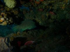 Sargocentron diadema