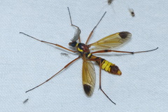 Ctenophora ornata