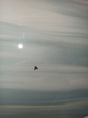 Clogmia albipunctata