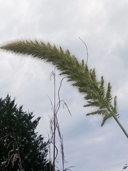 Setaria magna