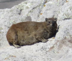 Procavia capensis capensis