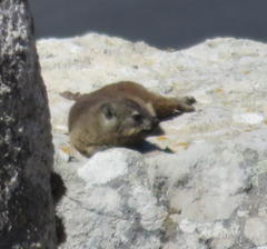 Procavia capensis capensis