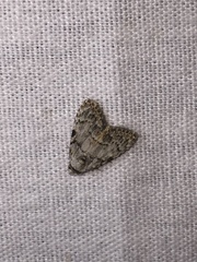 Meganola strigula