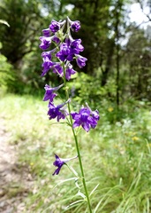 Delphinium andesicola