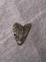 Meganola strigula