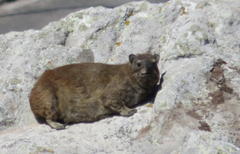 Procavia capensis capensis