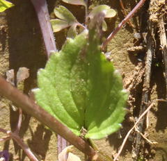 Diascia parviflora