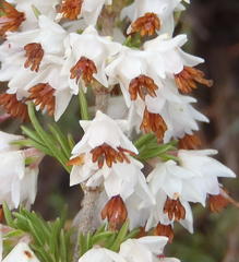 Erica orientalis