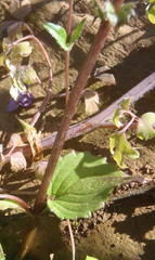Diascia parviflora