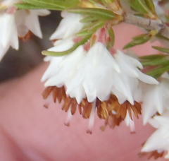 Erica orientalis