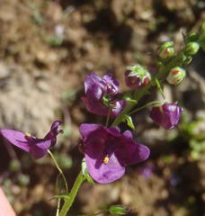Diascia parviflora