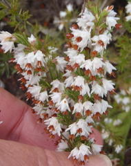Erica orientalis