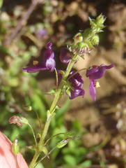Diascia parviflora