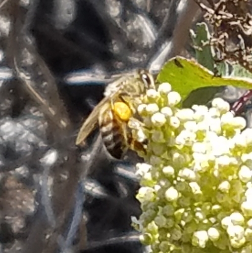 photo of Western Honey Bee (Apis mellifera)