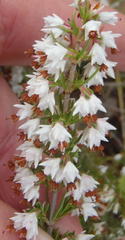 Erica orientalis