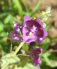 Diascia parviflora