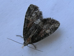 Neoligia subjuncta