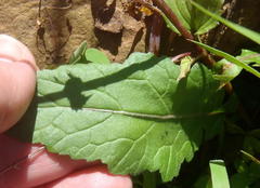 Diascia parviflora