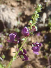 Diascia parviflora