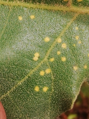 Phylloxera quercus