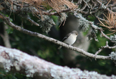 Ficedula hypoleuca