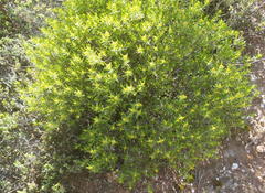 Pteronia paniculata