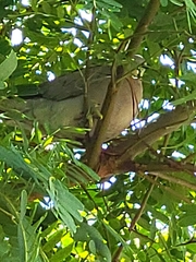 Streptopelia decaocto