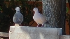 Streptopelia decaocto