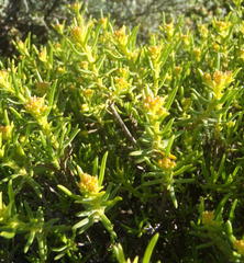 Pteronia paniculata
