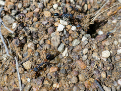 Myrmecia rufinodis